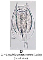 Lepadella quinquecostata