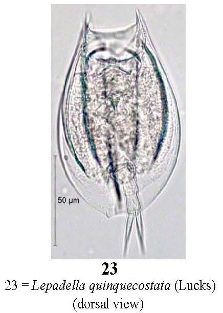 Lepadella quinquecostata Lepadella quinquecostata