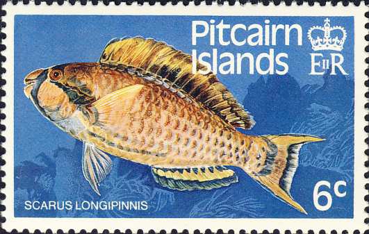 Scarus longipinnis