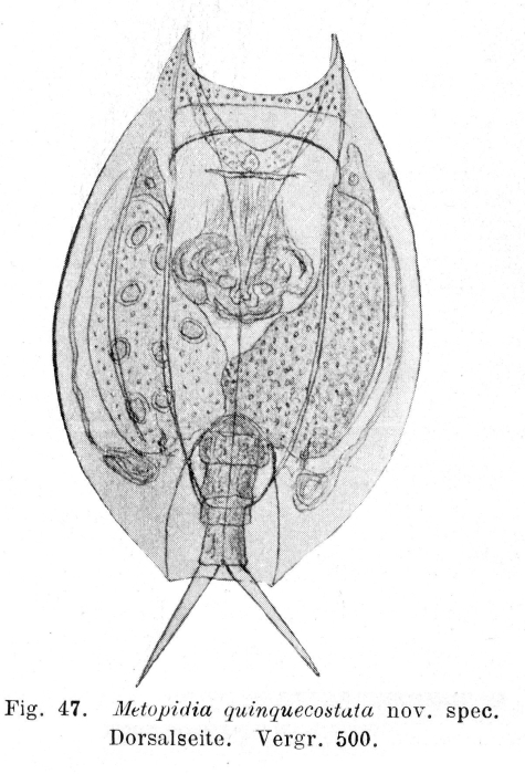 Lepadella quinquecostata - Original description image