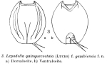 Lepadella quinquecostata f. gambiensis - Original description image