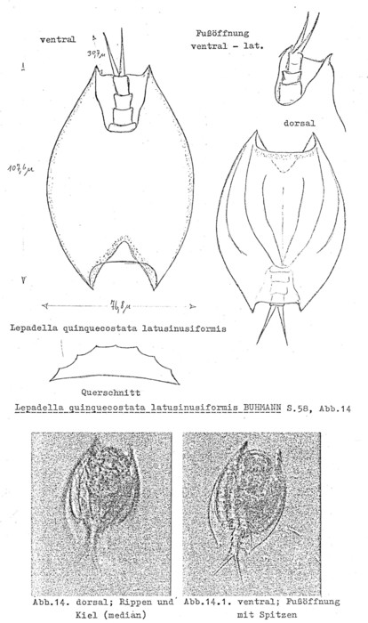 Lepadella quinquecostata latusinusiformis - Original description image
