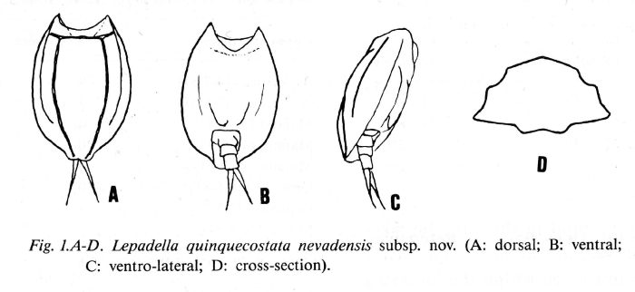 Lepadella quinquecostata nevadensis Lepadella quinquecostata nevadensis