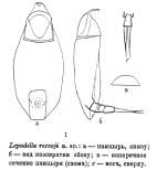 Lepadella rezvoji - Original description image