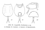 Lepadella rhodesiana
