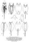Lepadella rhomboides