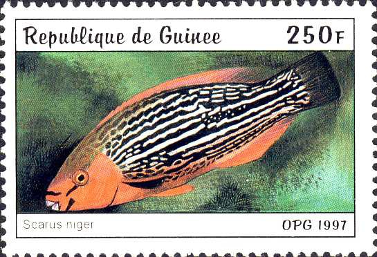 Scarus niger Scarus niger
