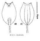 Lepadella rhomboides