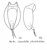 Lepadella rhomboides