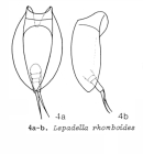Lepadella rhomboides