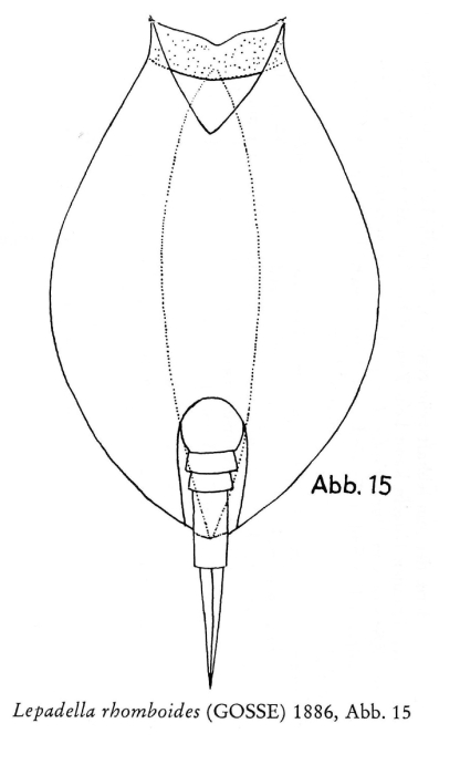 Lepadella rhomboides Lepadella rhomboides