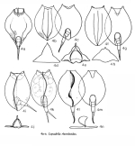 Lepadella rhomboides