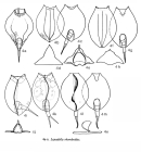 Lepadella rhomboides