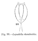 Lepadella rhomboides