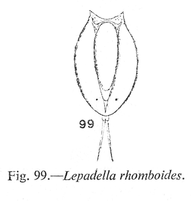 Lepadella rhomboides Lepadella rhomboides
