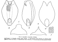 Lepadella rhomboides
