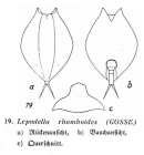 Lepadella rhomboides