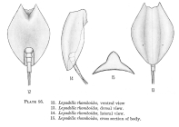 Lepadella rhomboides