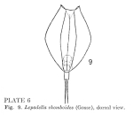 Lepadella rhomboides