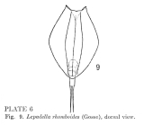 Lepadella rhomboides