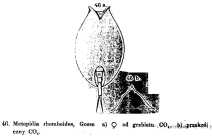 Lepadella rhomboides