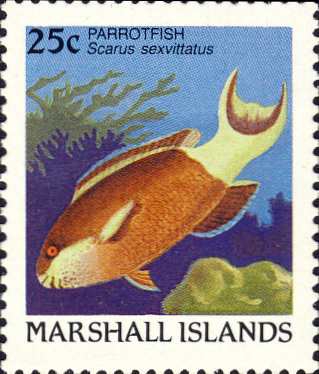 Scarus sexvittatus Scarus sexvittatus