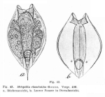 Lepadella rhomboides