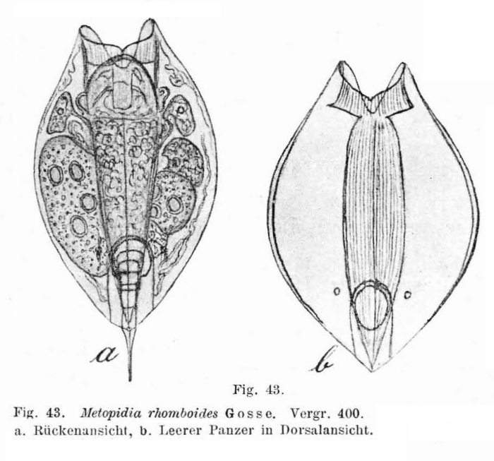 Lepadella rhomboides Lepadella rhomboides