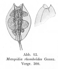 Lepadella rhomboides