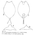 Lepadella rhomboides