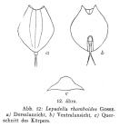 Lepadella rhomboides
