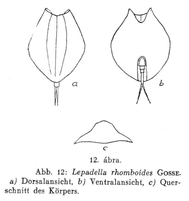 Lepadella rhomboides