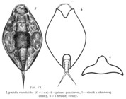 Lepadella rhomboides
