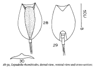 Lepadella rhomboides