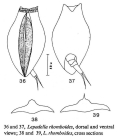 Lepadella rhomboides