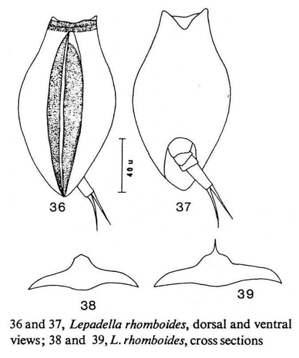 Lepadella rhomboides