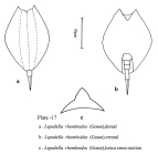 Lepadella rhomboides