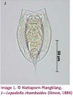 Lepadella rhomboides