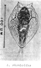 Lepadella rhomboides