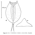 Lepadella rhomboides