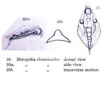 Lepadella rhomboides - Original description image