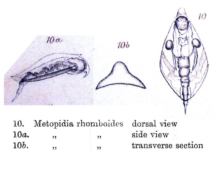 Lepadella rhomboides - Original description image