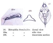 Lepadella rhomboides