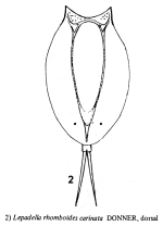 Lepadella rhomboides carinata