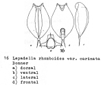 Lepadella rhomboides carinata