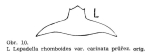 Lepadella rhomboides carinata