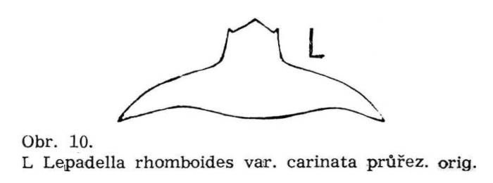 Lepadella rhomboides carinata Lepadella rhomboides carinata