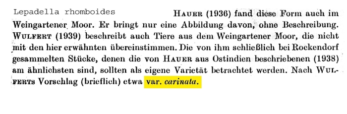 Lepadella rhomboides carinata - Original description image