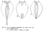 Lepadella rhomboides haueri - Original description image