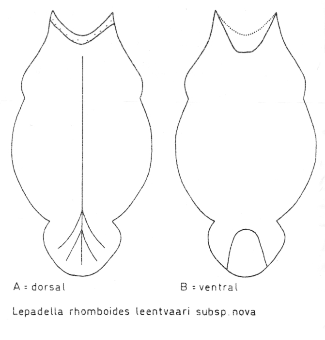 Lepadella rhomboides leentvaari - Original description image